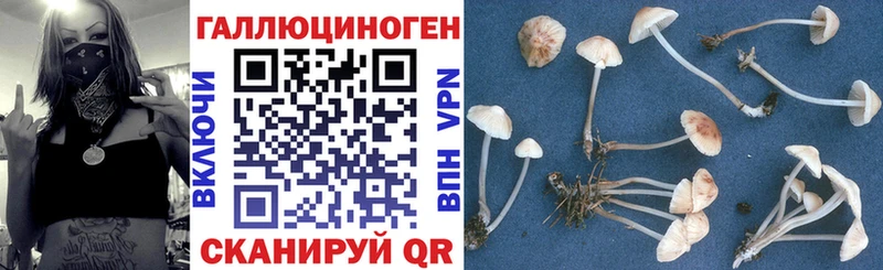 купить закладку  Химки  Псилоцибиновые грибы прущие грибы 